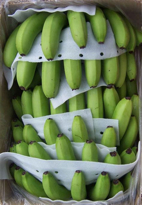 Fresh Cavendish Bananas,Philippines price supplier - 21food