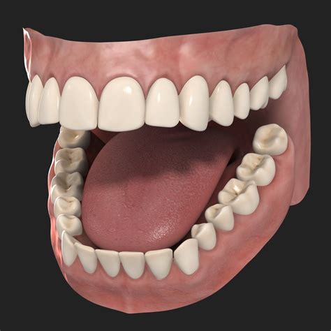 Human teeth