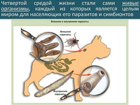 Экосистемы. Структура - online presentation