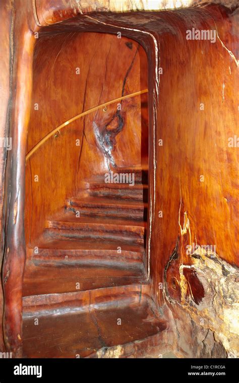 Staircase inside giant kauri tree, Ancient Kauri Kingdom, Awanui, near ...