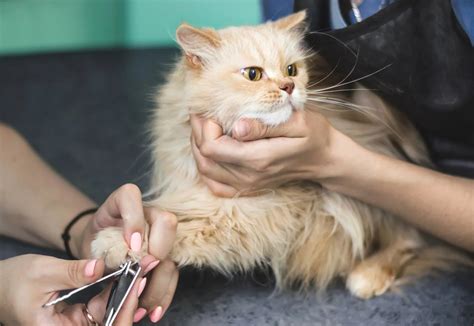 grooming guide  persian kittens adults carniwel
