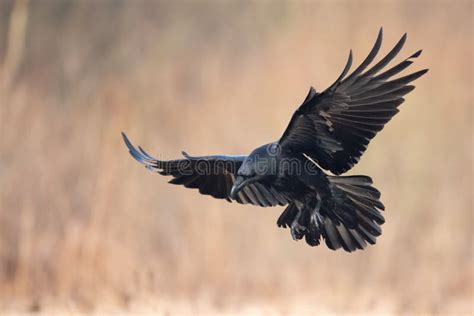 A Beautiful Raven Corvus Corax Flying Bird North Poland Europe Stock ...