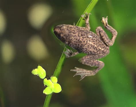 African Dwarf Frog Tank Size: Picking the Right One for Your Pet - A-Z