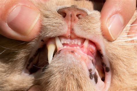 Cat Teeth