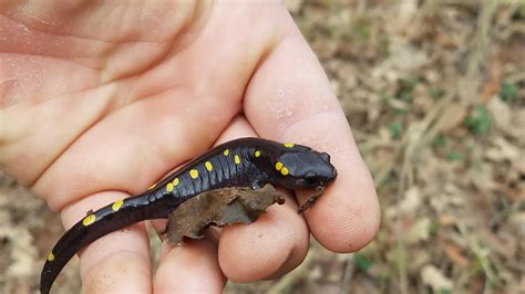 Spotted Salamander (Ambystoma maculatum) I found yesterday : r/herpetology