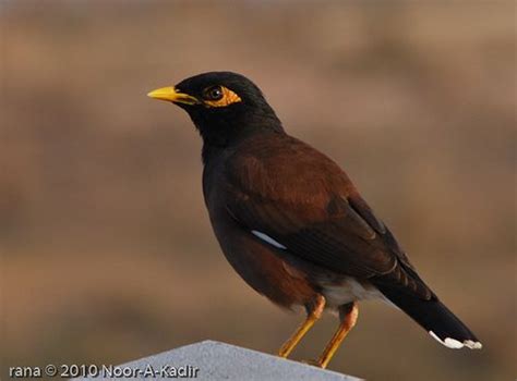 ekta salik photo sharing  dreamers photo