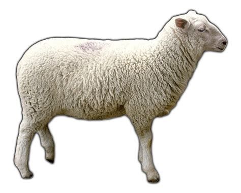 Free Sheep PNG Transparent Images, Download Free Sheep PNG Transparent ...