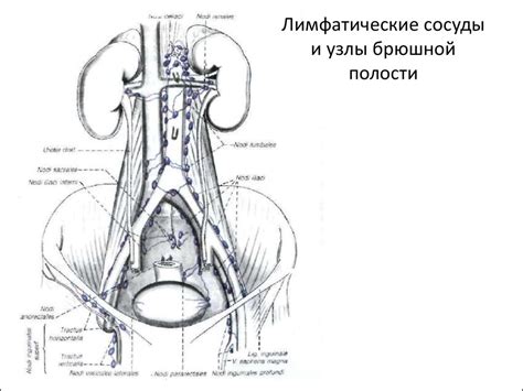 Лимфатическая система - презентация онлайн