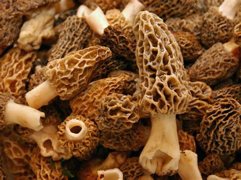 What Is Morel Mushrooms at Mildred Rohe blog