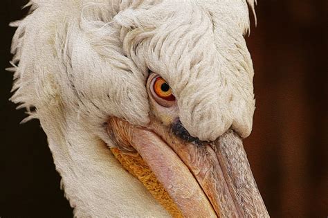 Pelican Bird Nature Water - Free photo on Pixabay