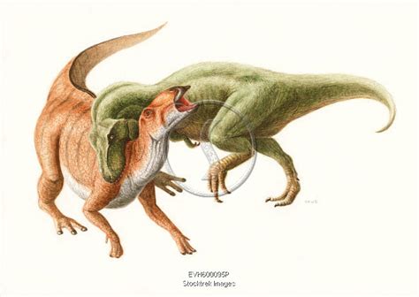 Tyrannosaurus rex attacking an Edmontosaurus dinosaur. | Stocktrek Images