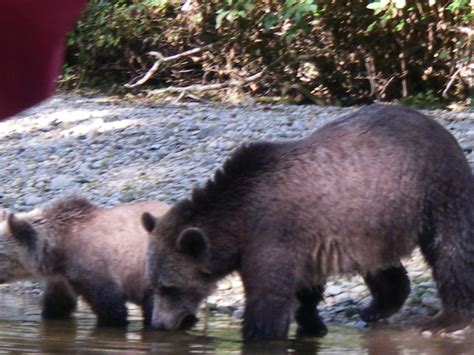 Grizzly Bears September River Trip – 4 | Grizzly Bear Tours & Whale