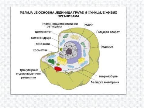 Ћелија