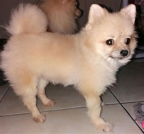 6 Best Haircuts for Pomeranians - PomsCare