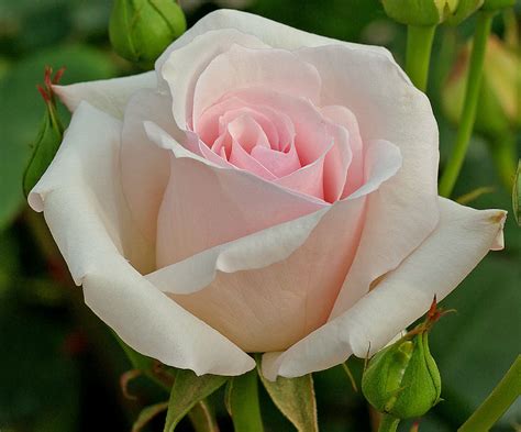rose nimiras blog