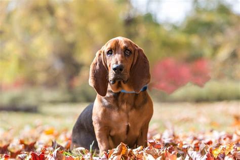 hound dog names ideas  hunting tracker dogs hepper