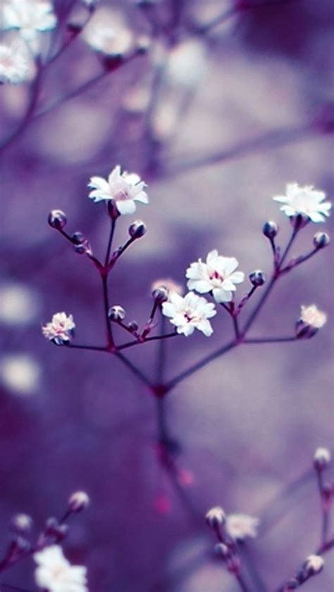 Iphone Wallpapers, Beautiful Wallpapers For Iphone, Flower Iphone ...