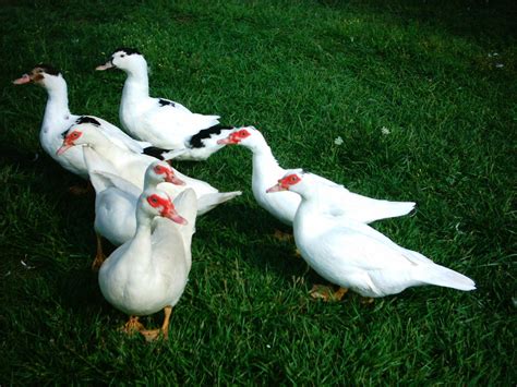 Ducks Free Photo Download | FreeImages