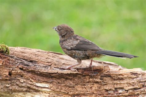 13 Common Birds in Arizona (with Pictures)