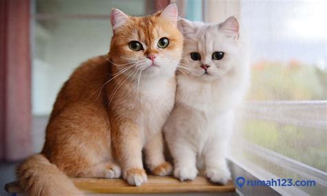 ide nama kucing jawa jantan  betina  unik