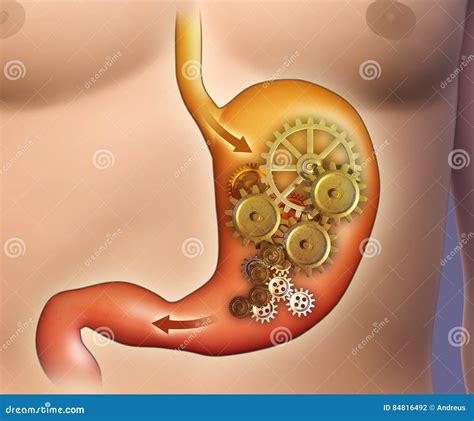 Stomach Digestion Royalty-Free Illustration | CartoonDealer.com #84816492