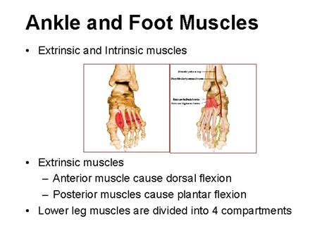 THE ANKLE AND FOOT MUSLCES Plantar flexion muscles