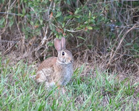 Bunny+Xo+Bikini Photos, Download The BEST Free Bunny+Xo+Bikini Stock
