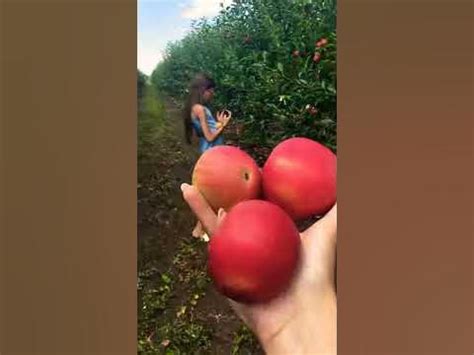 Яблоки сорт Дарья 2020 - YouTube
