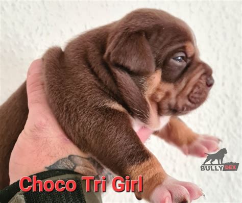American Bully Puppies Pocket Merle - BullyDEX