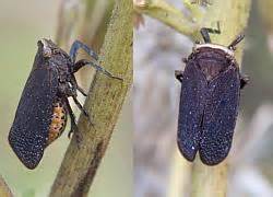 HOMOPTERA: APHIDS, HOPPERS, CICADAS