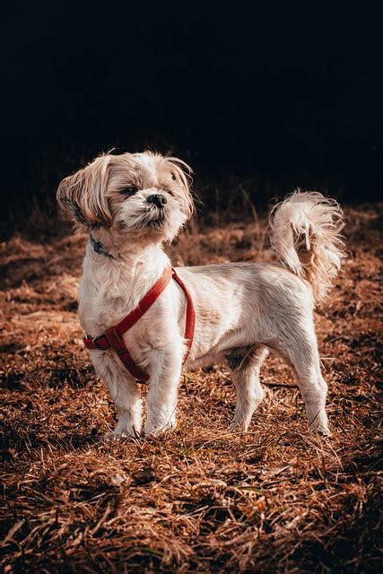 Shih Tzu Dog Pet - Free photo on Pixabay - Pixabay