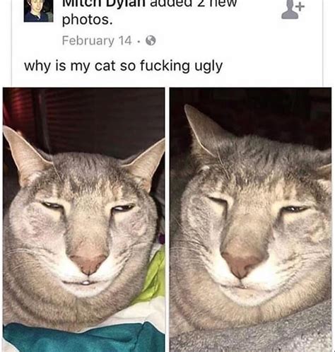 UGLY CAT : r/terriblefacebookmemes