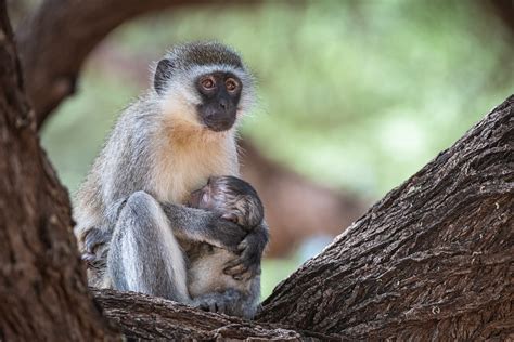 Vervet Monkey with Baby | Sean Crane Photography