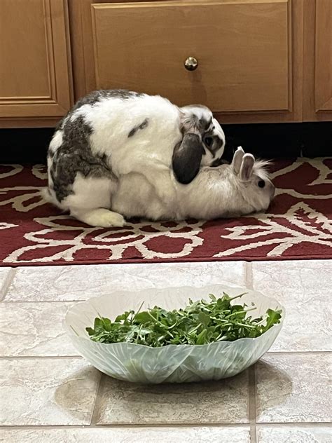Really? In front of my salad? : r/Rabbits