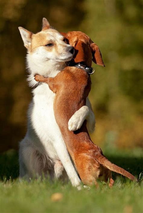 36 Amazing Animal Hugging Photos - Top Dreamer