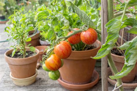 Watering Tomato Plants in Pots - Agriculture Goods