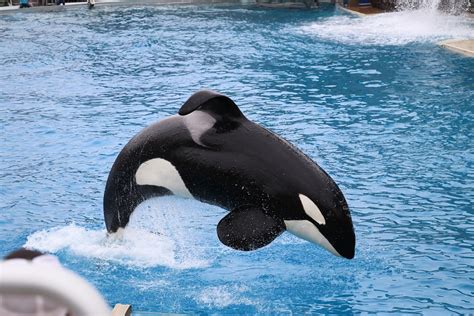 Orca Sea World San Diego · Free photo on Pixabay