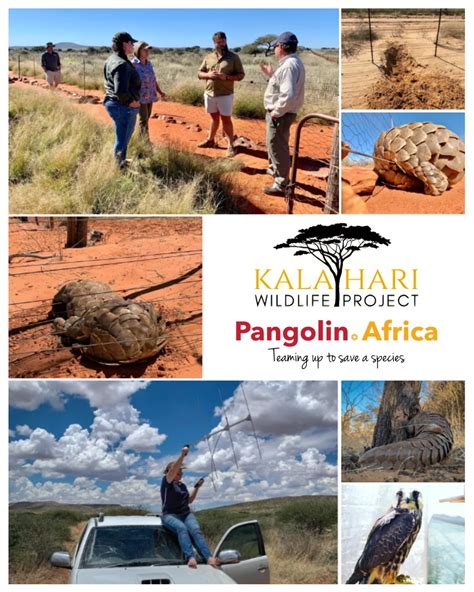 Pangolin.Africa - Meet Kathu, our latest rescue from the illegal