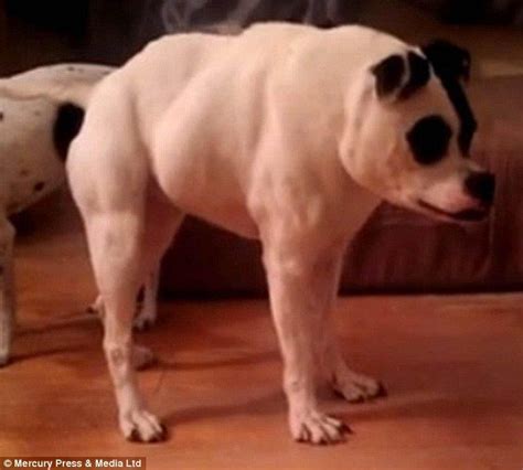 What Does A Dog With Down Syndrome Look Like at Maddison Rosenthal blog