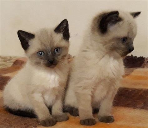 siamese kittens - Cute Kittens Photo (41544264) - Fanpop