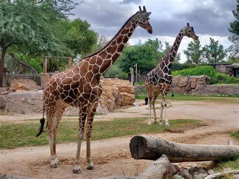 Zürich. - Zoo - RomaineKyan