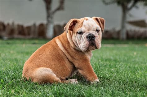 hd wallpaper french bulldog french bulldog images pixabay