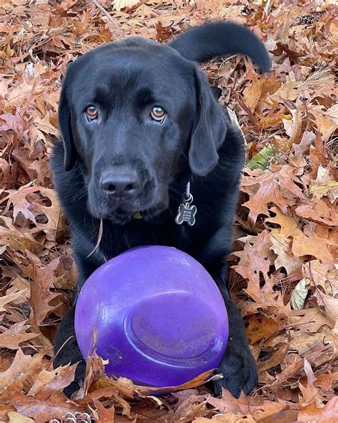 how to treat a dog's anxiety
