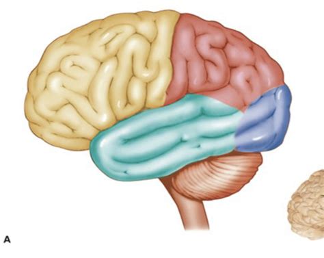 diagram  lobes  brain quizlet