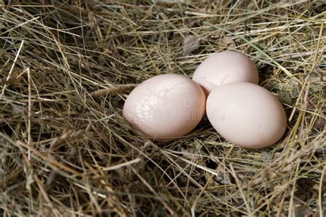 De kip van het ei stock foto. Image of hooi, gevogelte - 539394