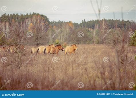 Group of Wild Przewalski`s Horses in the Chernobyl Exclusion Zone ...