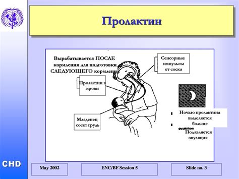 Механизм кормления грудью - презентация онлайн