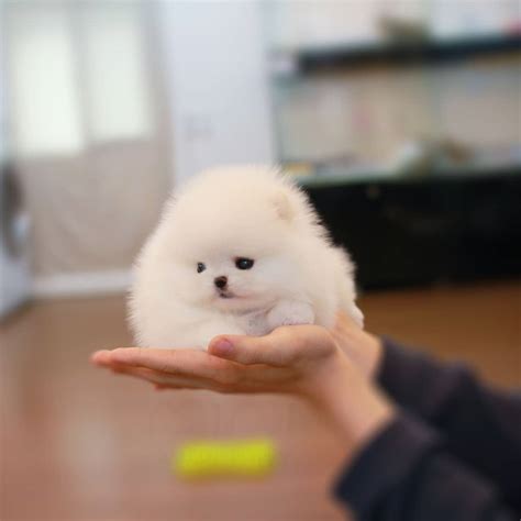 Pomeranian Miniature