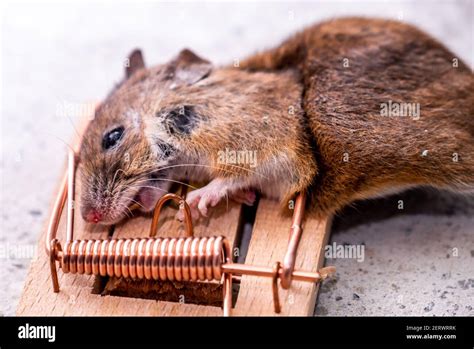 Mouse trapped in Mouse trap in the shed Stock Photo - Alamy