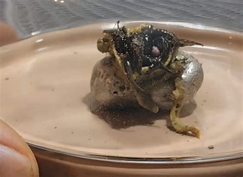 il video virale dellalieno  panama ci fa capire  riconoscere le